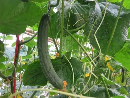 网红吃瓜视频500部,揭秘娱乐圈幕后真相