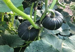 03年吃瓜小网红