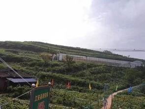 成县网红吃瓜事件始末,一场网络舆论的风暴与反思