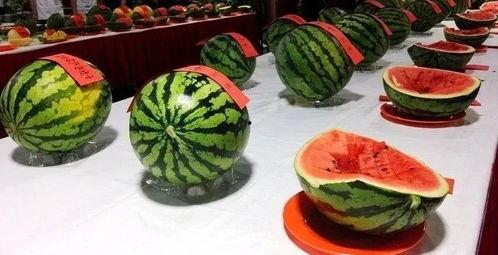 吃瓜网官网大赛,瓜界盛宴，创意无限，一网打尽精彩瞬间