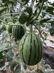 吃瓜香的网红,揭秘网红背后的美食传奇