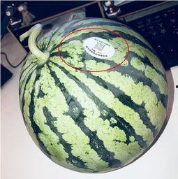 今日吃瓜网红爆款