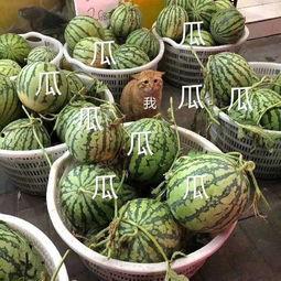 吃瓜的娱乐号叫什么