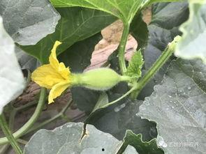 吃瓜网去哪里找,探索热门资讯的聚集地