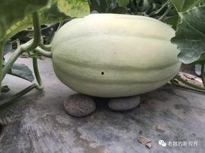 吃瓜网去哪里找,探索热门资讯的聚集地