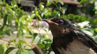 娱乐吃瓜009老燕子