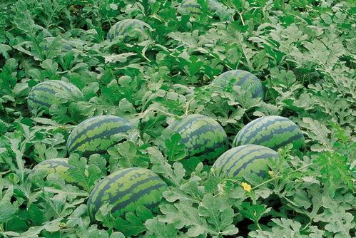 吃瓜网ccgg 唐山,吃瓜网ccgg深度解析