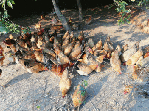 网红吃瓜吃鸡,揭秘娱乐圈幕后风云