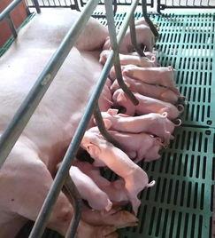 吃瓜猪娱乐多人产房